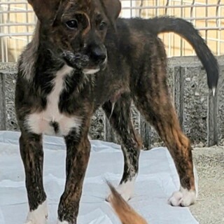 元気いっぱいの６兄妹【いちょう君】４ヶ月