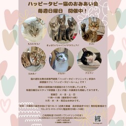 動物病院の保護猫譲渡会 サムネイル1