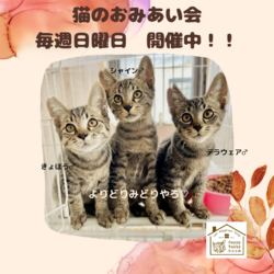 動物病院の保護猫譲渡会 サムネイル2
