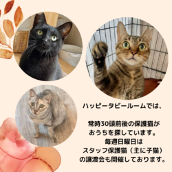 動物病院の保護猫譲渡会 サムネイル3