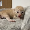 【急募】うす茶トラの男の子 サムネイル1