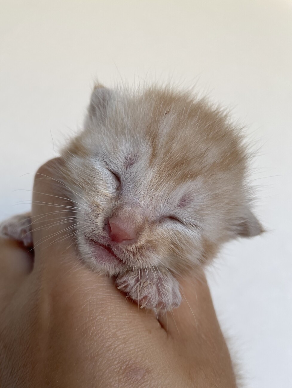 【急募】うす茶トラの男の子 サムネイル2