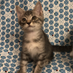 猫の譲渡会IN藤岡市 サムネイル2