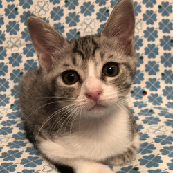 猫の譲渡会IN藤岡市 サムネイル3