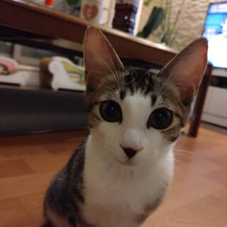 すいれんちゃん　甘えん坊でお転婆な可愛い子です♪