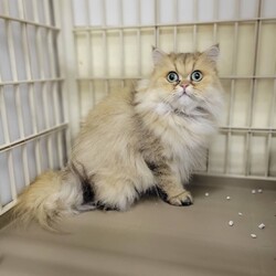 182回　保護猫カフェQsmet（くすめっと）　定例里親譲渡会