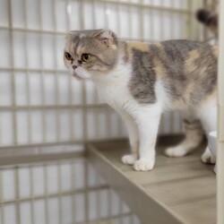 183回　保護猫カフェQsmet（くすめっと）　定例里親譲渡会