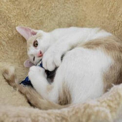 184回　保護猫カフェQsmet（くすめっと）　定例里親譲渡会