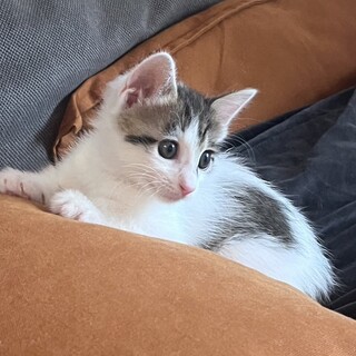 ほんわか可愛い白キジ子猫の蛍！