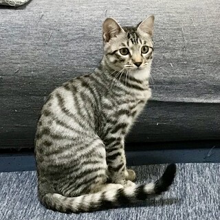 甘えた声でまとわりつくサバトラ男子