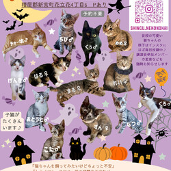 ねこの譲渡会