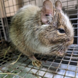 デグーパイド♂