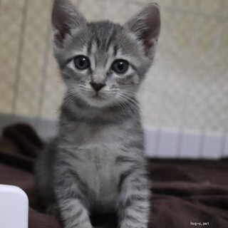 チョコとペアで！チャコちゃん