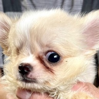 訳ありチワワの男の子