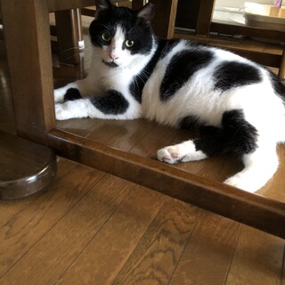 ハート柄のオス猫