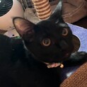 何処でもバタンキューが特技の黒猫まめ君❣️