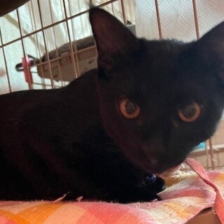 とってもおしゃべりで可愛い♡黒猫のふく君❣️