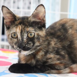 元気印の可愛いサビ猫☆リコットちゃん！