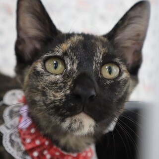 くっつき虫で甘えたさん☆サビ猫のピアちゃん！