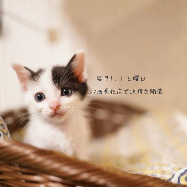 ねこ99福岡 :: ペットのおうち【里親決定29万頭！】