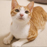 甘えん坊なママ猫さん　募集ストップ サムネイル3