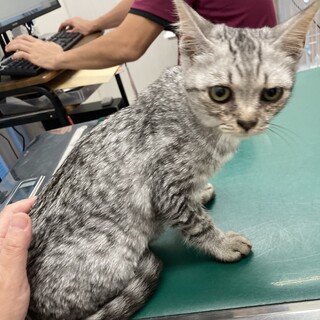 丸顔♡ジンジャーくん