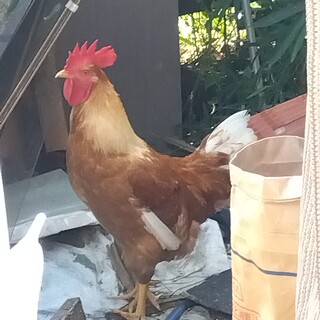 種類不明、元気な子