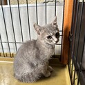 グレーとキジトラ子猫の里親様募集です