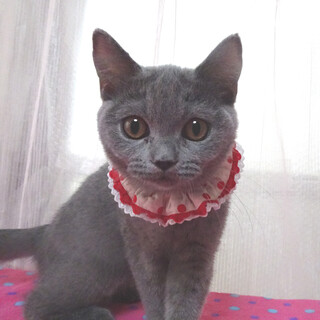 純血ブリティッシュ♪なれなれ★アンちゃん ５ヵ月弱