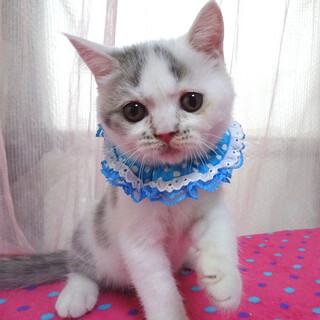 純血ブリティッシュ♪なれなれ★ピットくん ３ヵ月