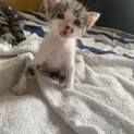 5匹の猫の養子縁組…猫が欲しい人探しています！☺️
