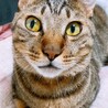 の写真