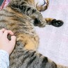 の写真
