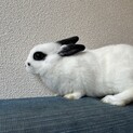 子うさぎちゃん