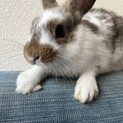子うさぎちゃん