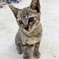 子猫4～5ヶ月オス猫ちゃん
