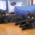 仲の良い黒猫兄弟です。