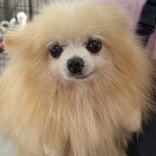 ☆シニア部☆22-M257 可愛いポメラニアン