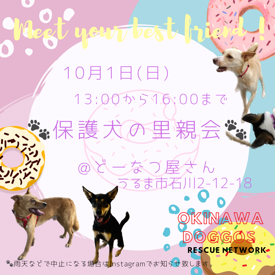「犬の里親会」（Okinawa Doggos Rescue Networkのイベント 20198） ペットのおうち【里親決定25万頭！】