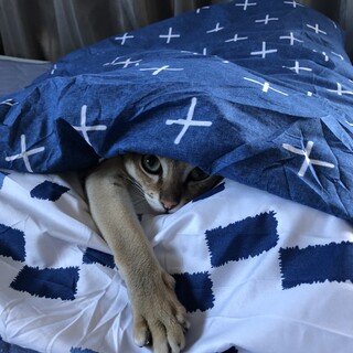 シンガプーラ4歳♂