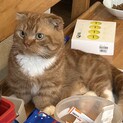ミヌエット男の子2歳