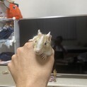デグー　幼少期