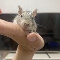 デグー　幼少期