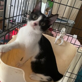 人懐こい白黒ハチワレ ラフテー君去勢ずみ