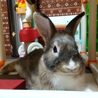 師走っこ２世てしろくん