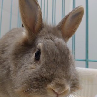 師走っこ【りつこちゃん】都内の多頭飼育崩壊より保護