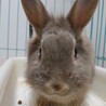 師走っこ【りつこちゃん】都内の多頭飼育崩壊より保護 サムネイル2