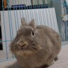 師走っこ【りつこちゃん】都内の多頭飼育崩壊より保護 サムネイル3