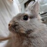 師走っこ【りつこちゃん】都内の多頭飼育崩壊より保護 サムネイル4