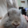 師走っこ【りつこちゃん】都内の多頭飼育崩壊より保護 サムネイル5